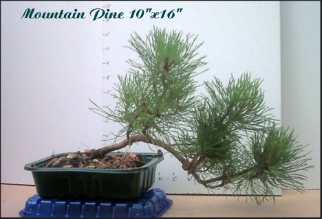 Mugo Pine